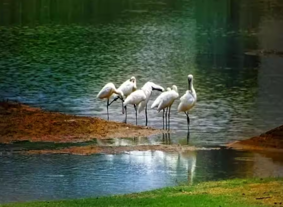 Sultanpur Bird Sanctuary wetland with migratory birds